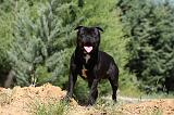 STAFFIE 393